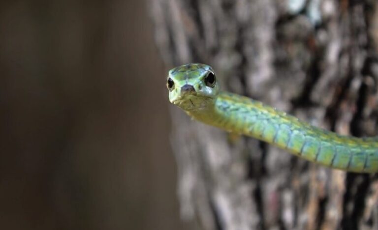 Common And Venomous Snakes Of Rochester, New York - Identifying The Species