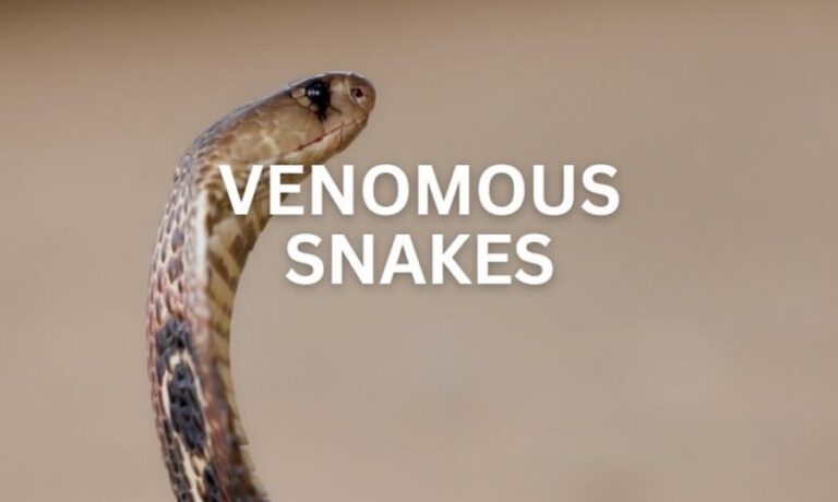 Common and Venomous Snakes of Rochester, New York - Identifying the Species